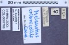 Etikette zu Melanotus cribricollis (Candèze, 1860) (NHMW-ZOO-COL-0007788)